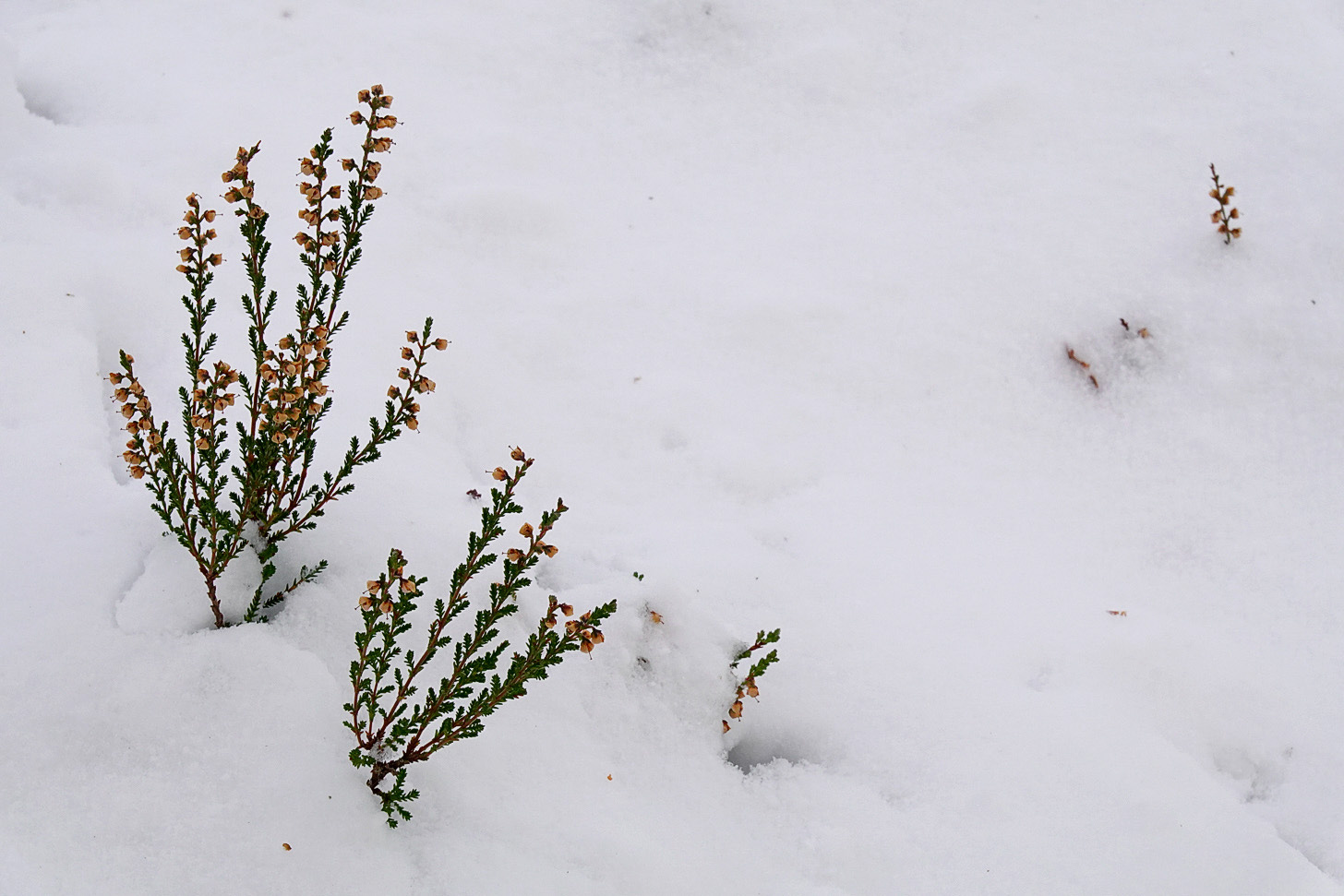 Sprigs of ling heather (Calluna vulgaris) still holding onto their pink flowers emerge above the November snow.