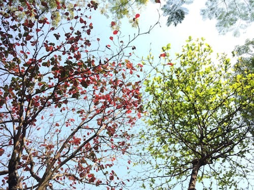 Free Vibrant red and green leaves on trees under a sunny sky in Hải Châu, Vietnam. Stock Photo