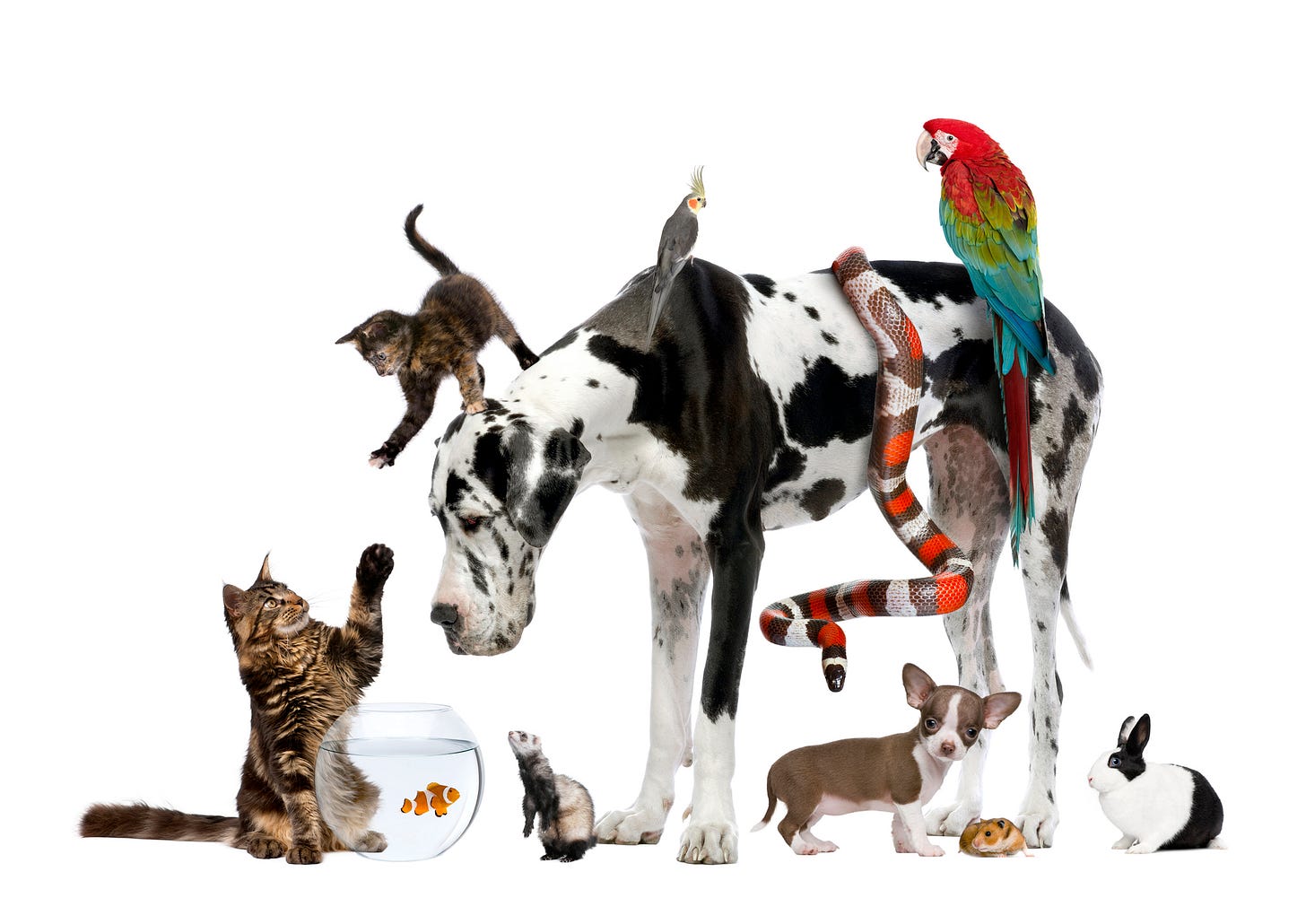 Pets, Pets Everywhere: The World's Most Popular Pets | Lone Tree Veterinary  Medical Center