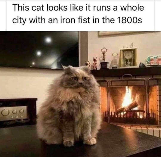 Picture of an extremely dignified and meancing fluffy gray cat, standing atop a table with a roaring fire in the fireplace in the background. Text reads "This cat looks like it rules an entire city with an iron fist in the 1800s." 