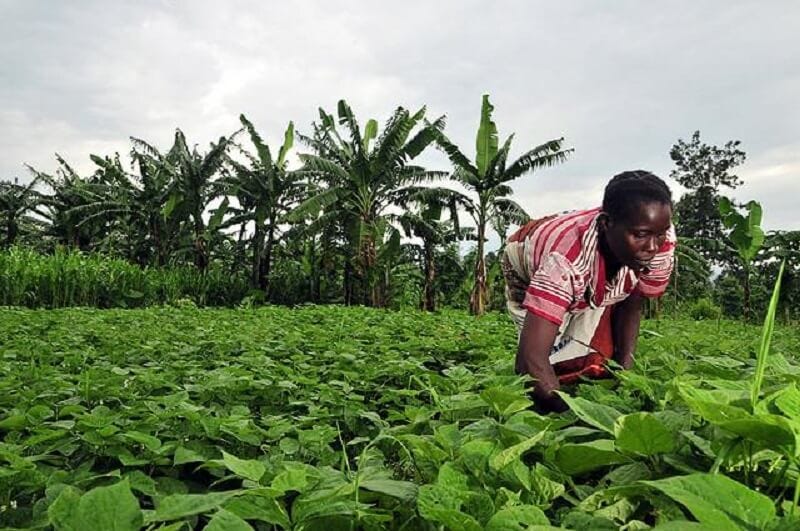Agric revolution: Akwa Ibom unlocking food production potentials -  Businessday NG