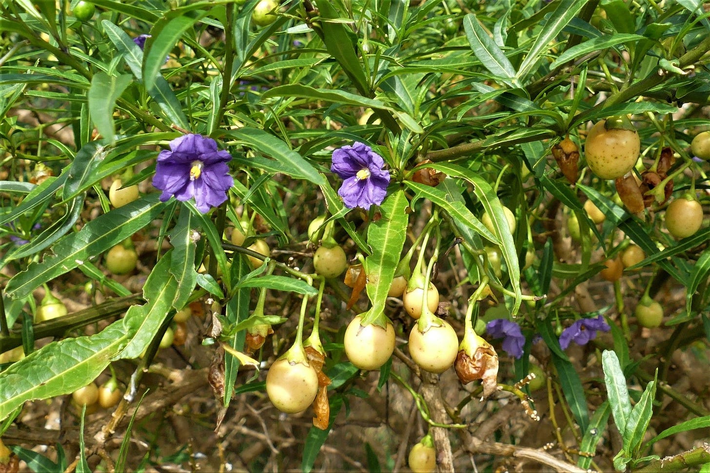 Solanum laciniatum [fruit - ATLAS - Demonrowe, 2022].jpeg