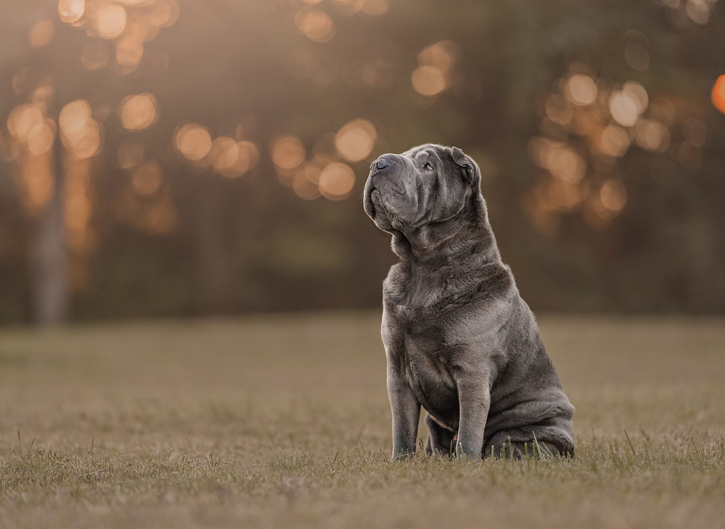 A gray Shar Pei dog with close fur peppered with white sits on his haunches and stares into the distance with a look of confidence and curiosity