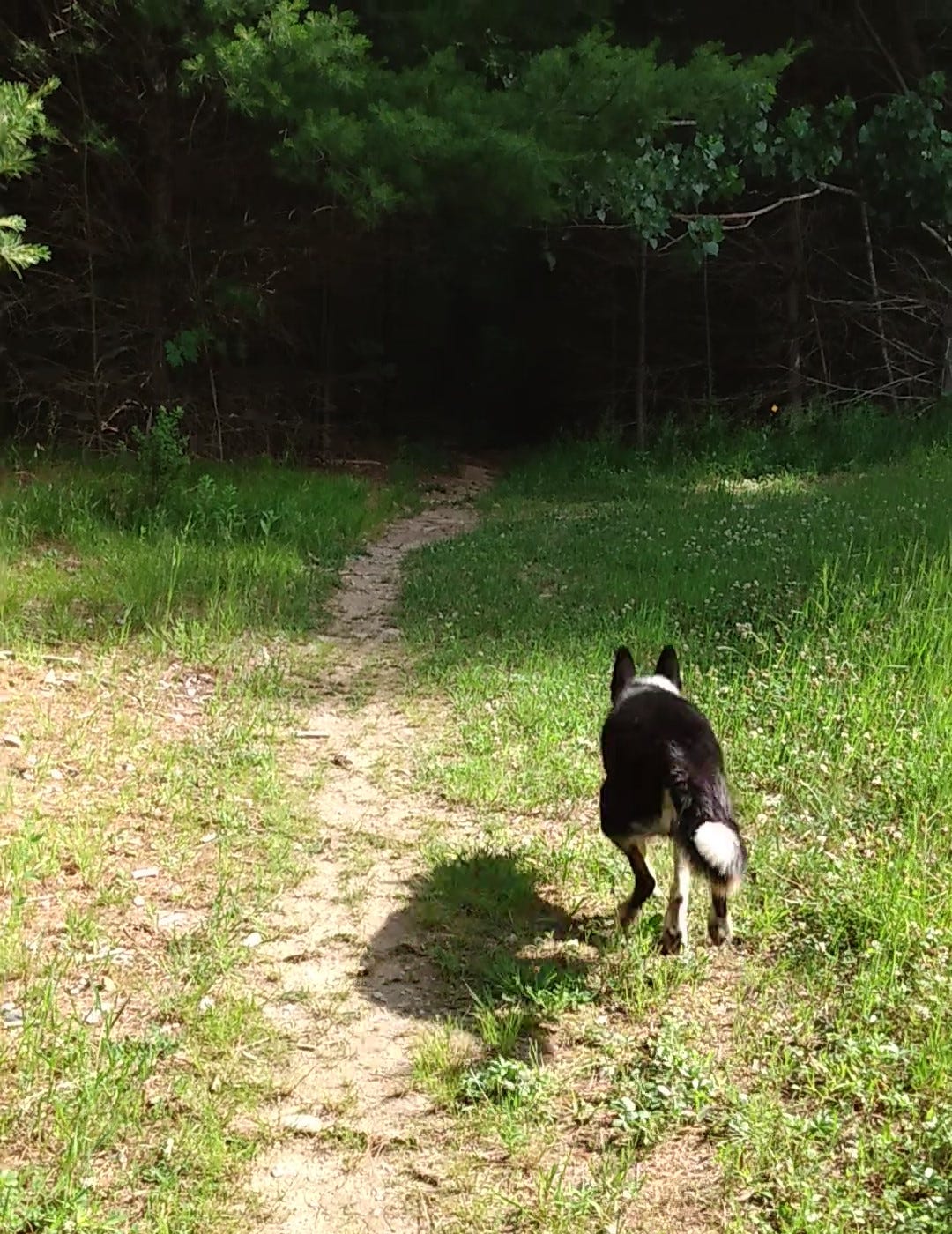 Dog running away