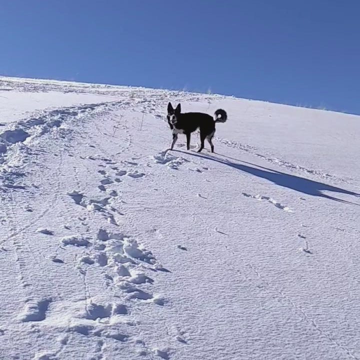 Dog standing still