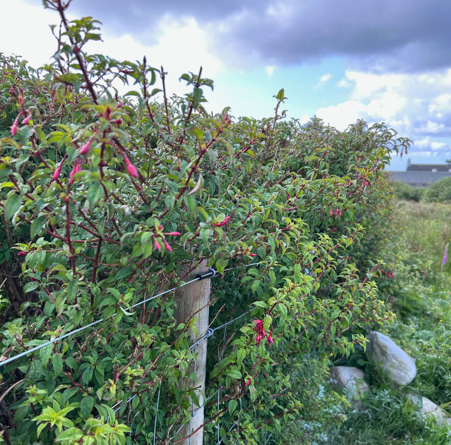 A wire fence and flowering fuchsias