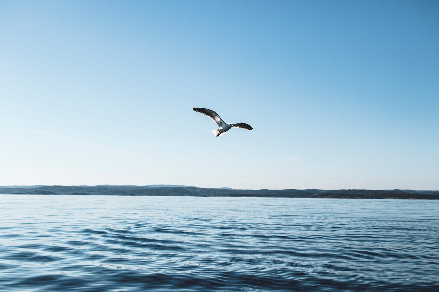 Public domain photo search for freedom: A gull flying low over a lake under a clear blue sky. by Sindre Fs