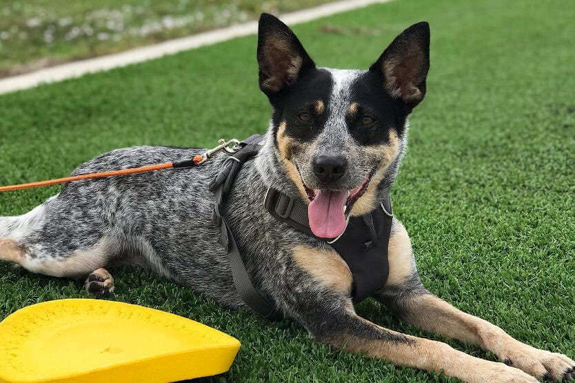 Scout the Australian cattle dog laying in the grass next to her Starmark Durafoam frisbee