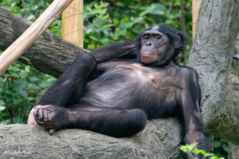 The Bonobo question