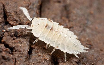 the ant nest woodlouse the ant nest woodlouse