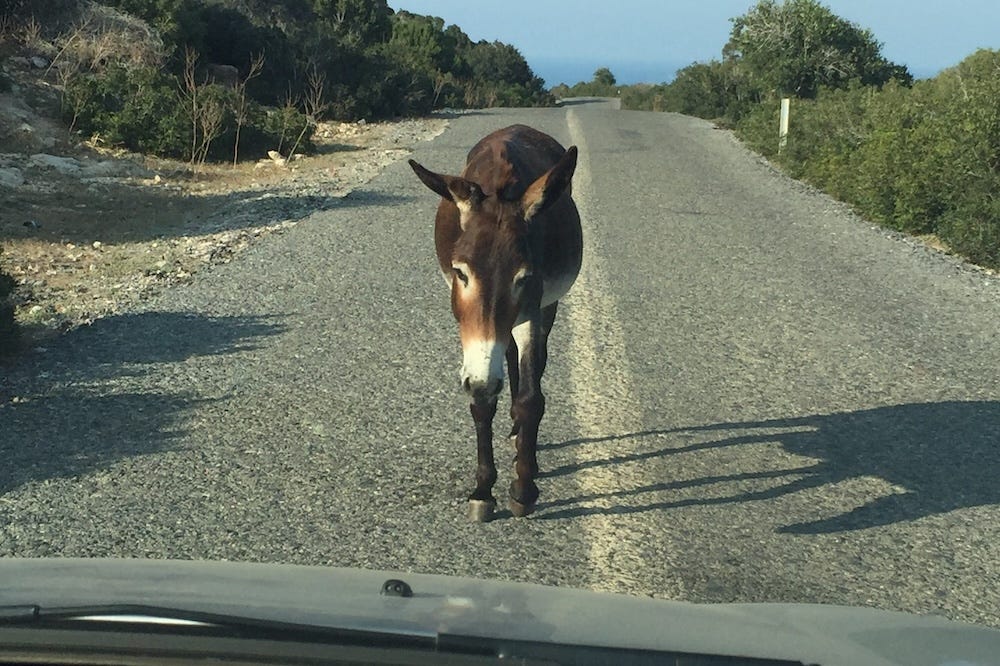 A donkey standing in the middle of the road facing down a car