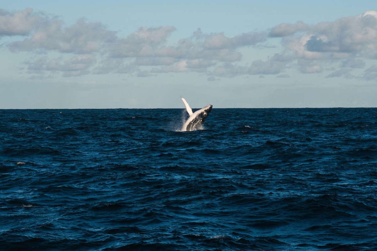 una ballena jorobada saltando fuera del agua con casi todo el cuerpo fuera