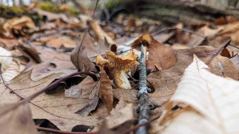 A toothy mushroom called a hedgehog mushroom growing in dried leaves