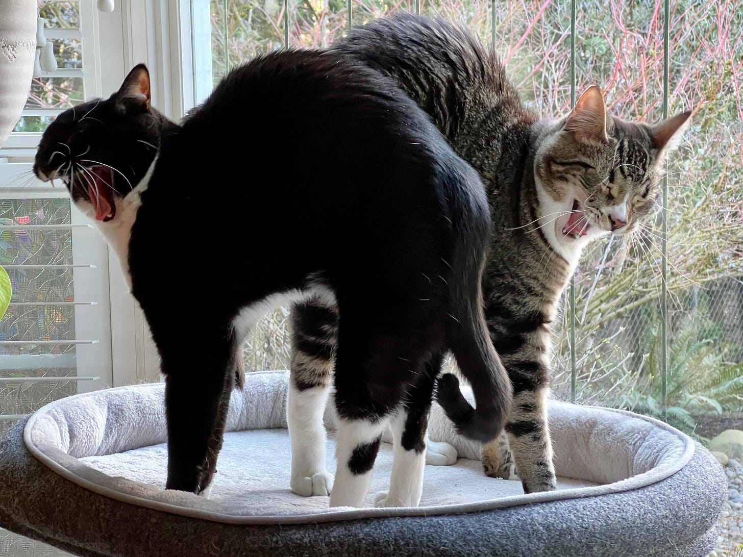 Two cats, one black-and-white and one tabby, stand close together on a round cat bed, both mid-yawn with mouths wide open. Their poses make it look like they are mirroring each other. A window with a garden view is in the background.