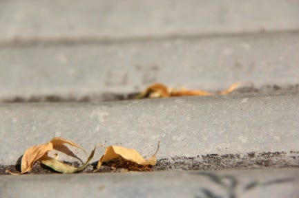 fall_brown-leaves-on-pavement