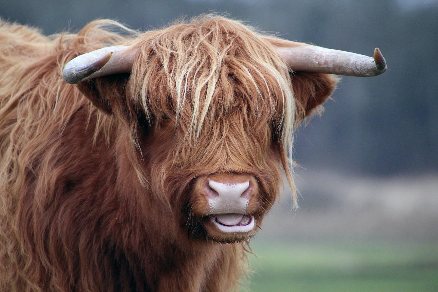 A highland cow, known for its shaggy mane of hair on the head, with its mouth open, making it look like it's talking
