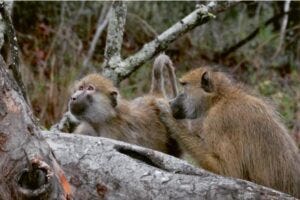 An adult male Kinda baboon grooms an adult female conspecific