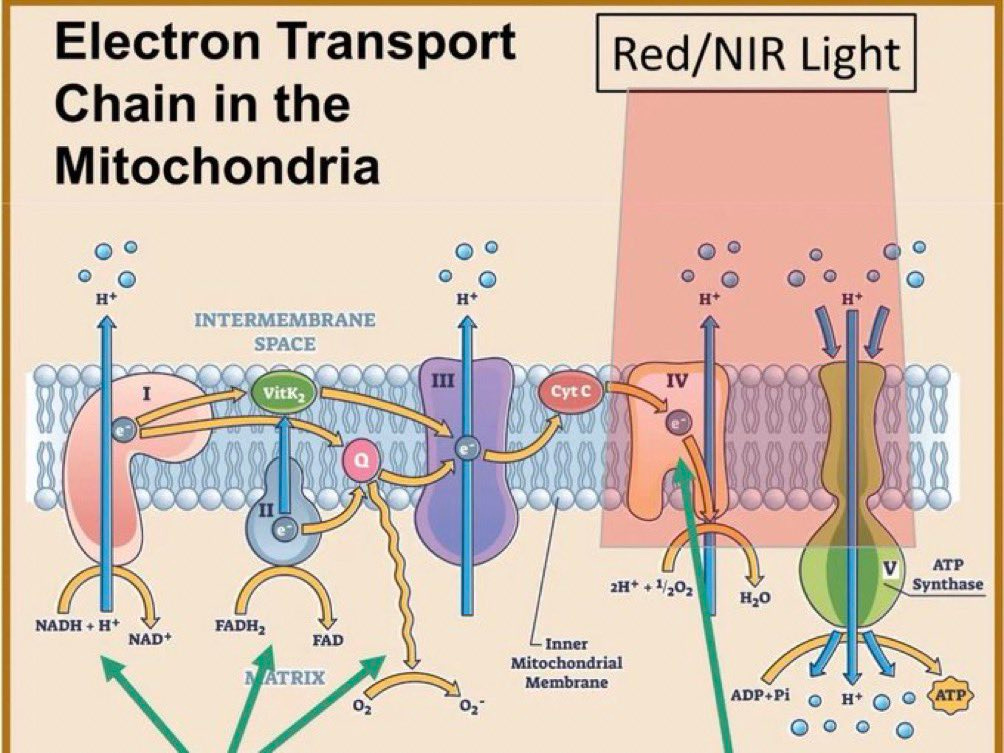 Zaid K. Dahhaj on X: "Every mitochondria in your body uses red and NIR  light to power its ATPase nano-motors The electron transport chain of  mitochondria depends on sunlight How is it