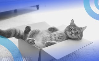 Schrödinger’s Cat image of a cat laying on his back in a box and half asleep