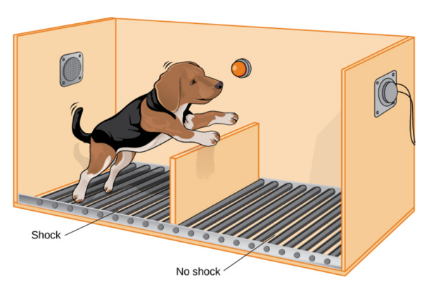 By Rose M. Spielman, PhD - Psychology: OpenStax, p. 519, Fig 14.22, CC BY 4.0, https://commons.wikimedia.org/w/index.php?curid=77570421 By Rose M. Spielman, PhD - Psychology: OpenStax, p. 519, Fig 14.22, CC BY 4.0, https://commons.wikimedia.org/w/index.php?curid=77570421