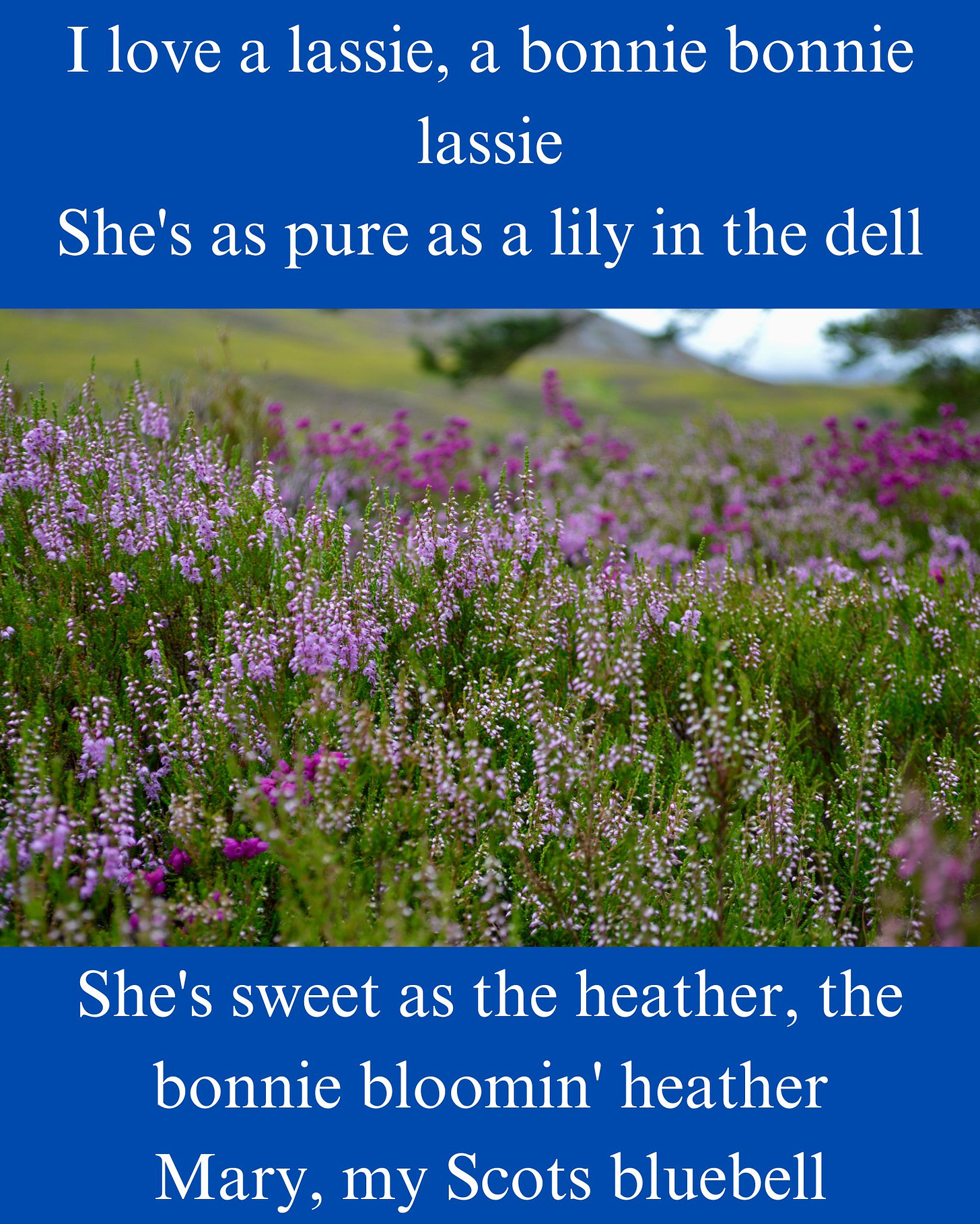 May be an image of French lavender, scorpion grass and text that says "I love a lassie, a bonnie bonnie lassie She's as pure as a lily in the dell She's sweet as the heather, the bonnie bloomin' heather Mary, my Scots bluebell"