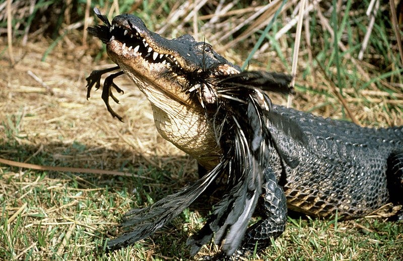 File:Alligator eating Bird, NPSPhoto (9247363371).jpg