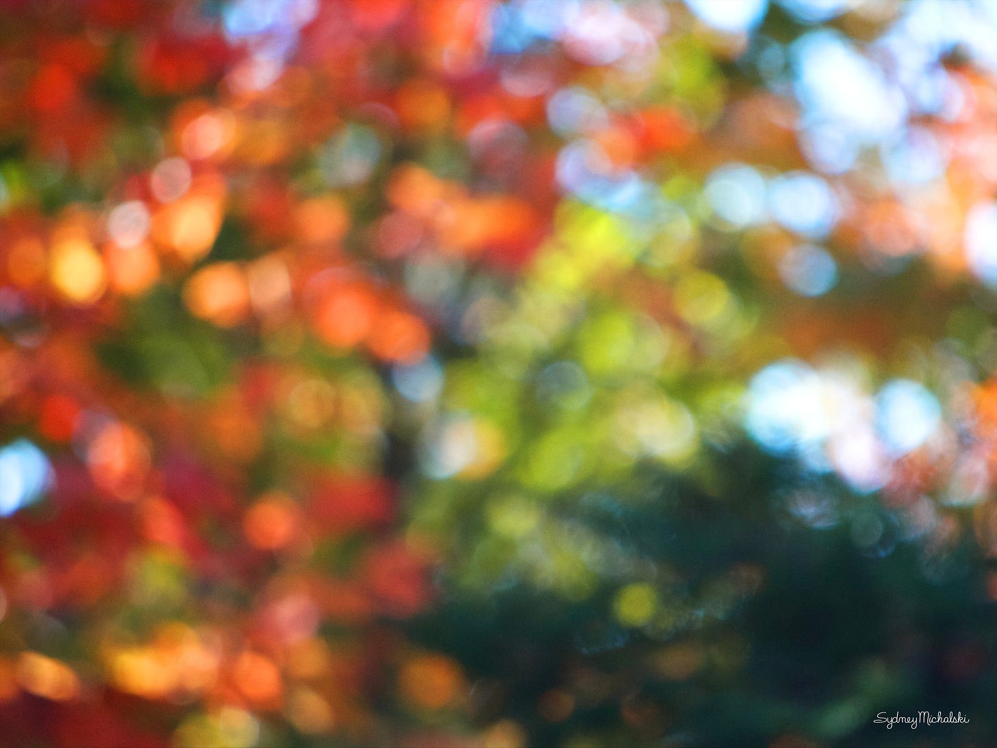 An abstract image uses a soft focus on autumn leaves, in red, orange, yellow, and evergreen.