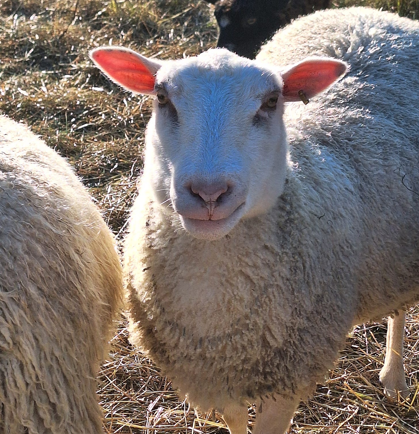 sheep day harvest