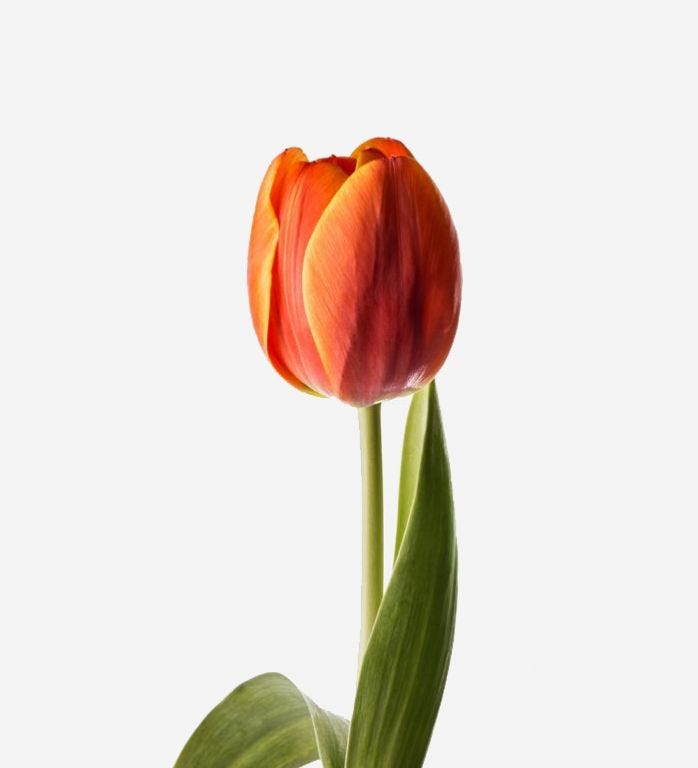 Persimmon Dutch Tulip | Orange Dutch Tulips Bouquet | FLOWERBX US