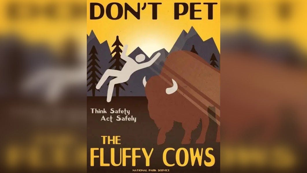 The NPS Has a Message for Visitors: "Don't Pet the Fluffy Cows" - Backpacker