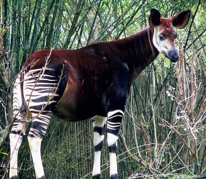 Photo of an okapi standing, surrounded by tall grass. The most noticeable thing about this 4-legged animal is the contrast between its brown body and black and white striped legs.