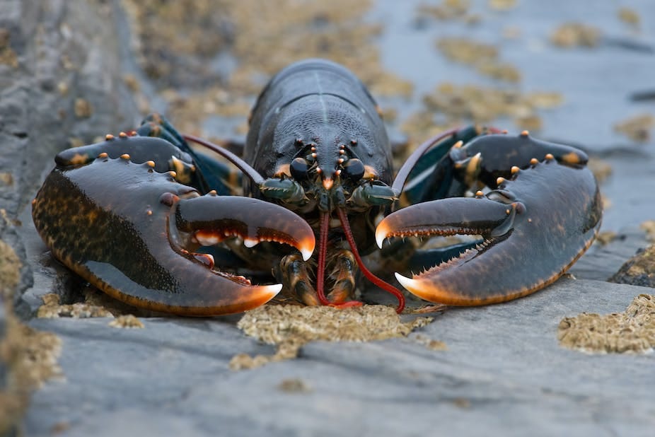 A dark brown lobster with big claws