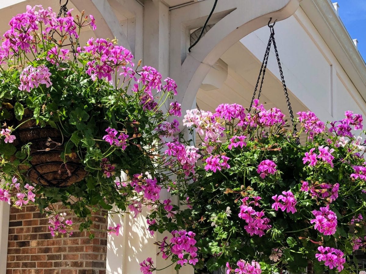 Newport In Bloom’s Hanging Baskets: Over 40 years of beautifying the City of Newport