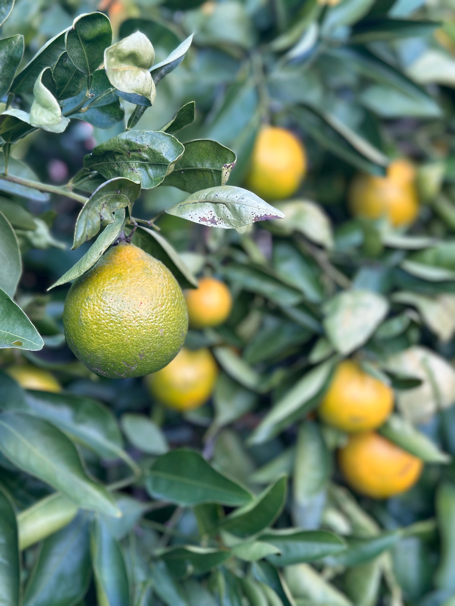 close-up of a green-yellow grapefruit ripening on a tree, more yellow grapefruits in the background
