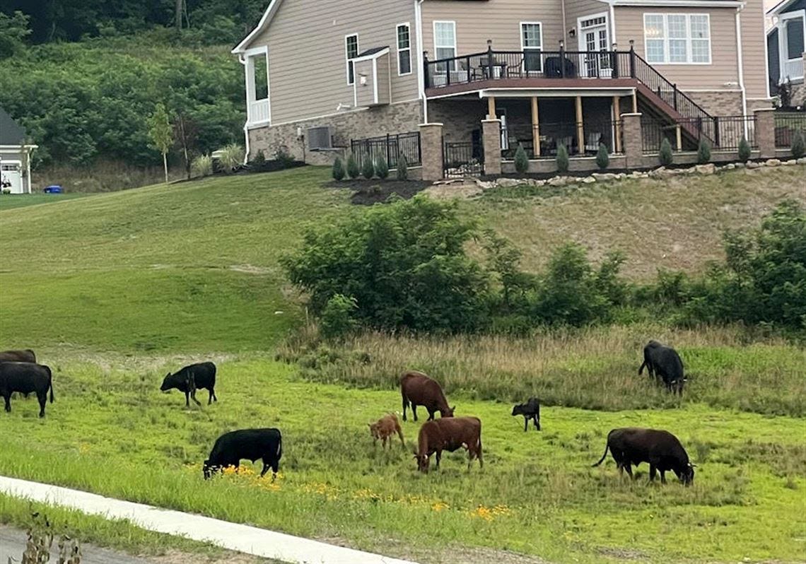 Livestock cattle, including bulls, have been escaping a Velencia Road farm in Mars and wandering through a nearby housing development, damaging landscaping and putting residents on edge.