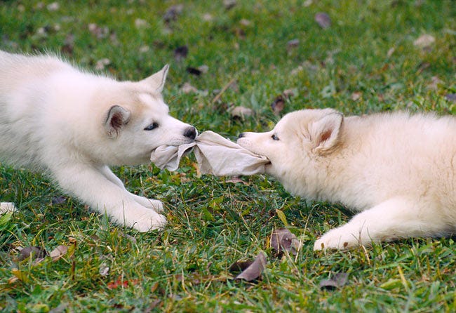 Two Siberian Husky Puppies Playing Tug Of War With Cloth On Grass |  Kimballstock