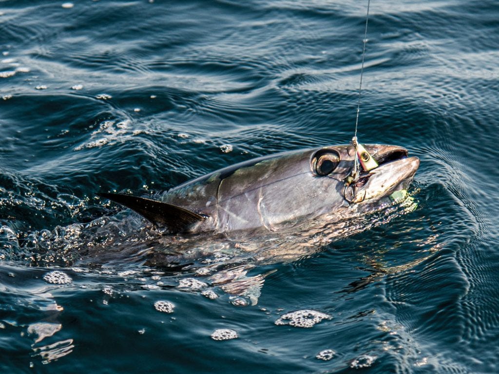 tuna on metal jig