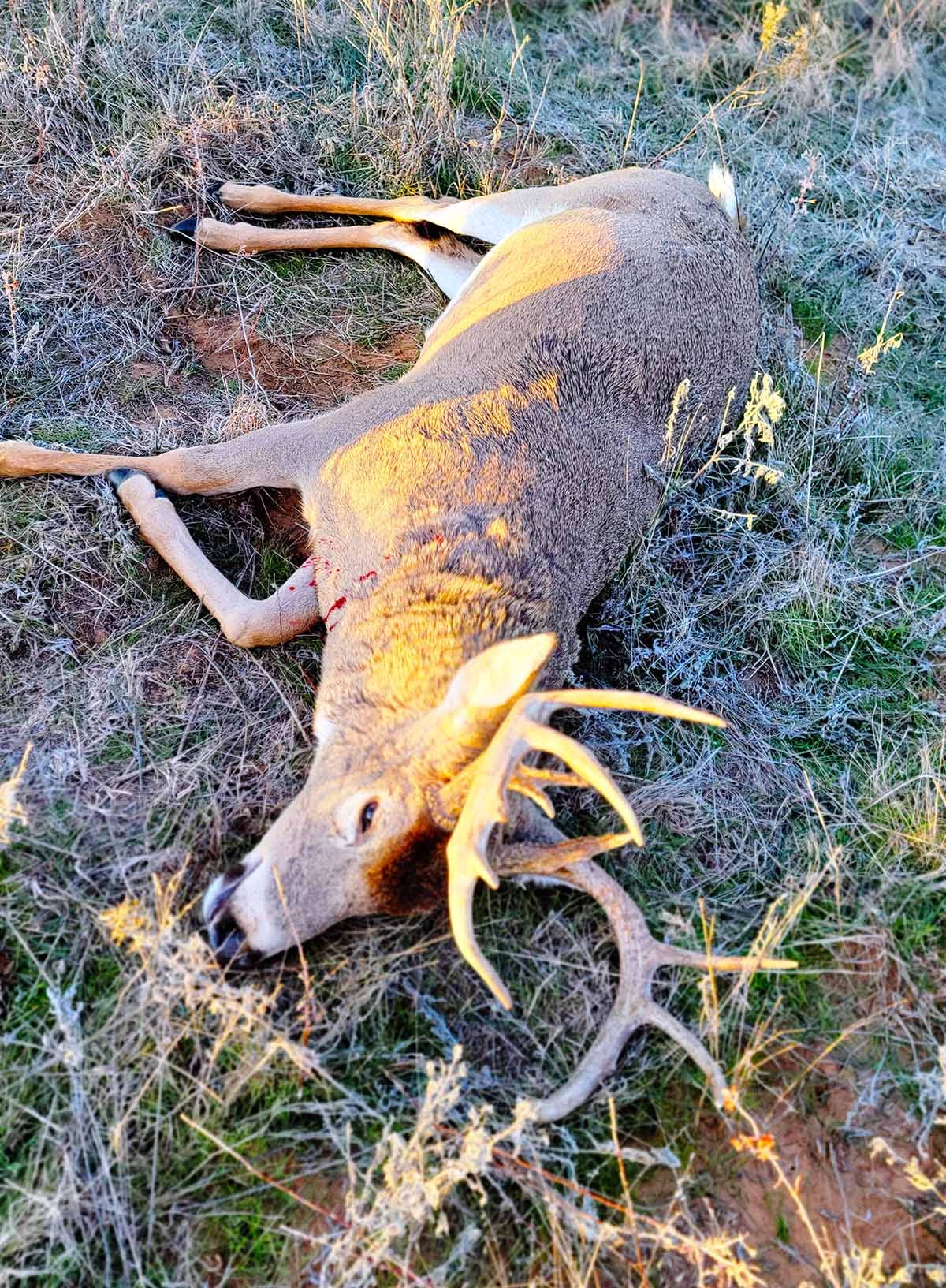 An old buck dead in the grass. 