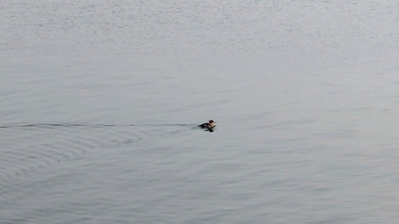 A common merganser swims across the water