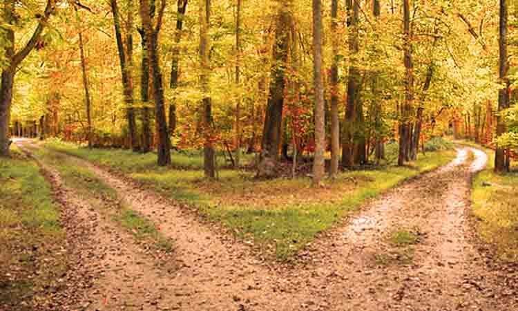 The Poetry of Robert Frost - The Road Not Taken | The road not taken ...
