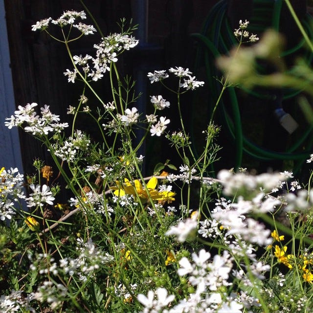 cilantro in flower: tall stalks of white flowerheads