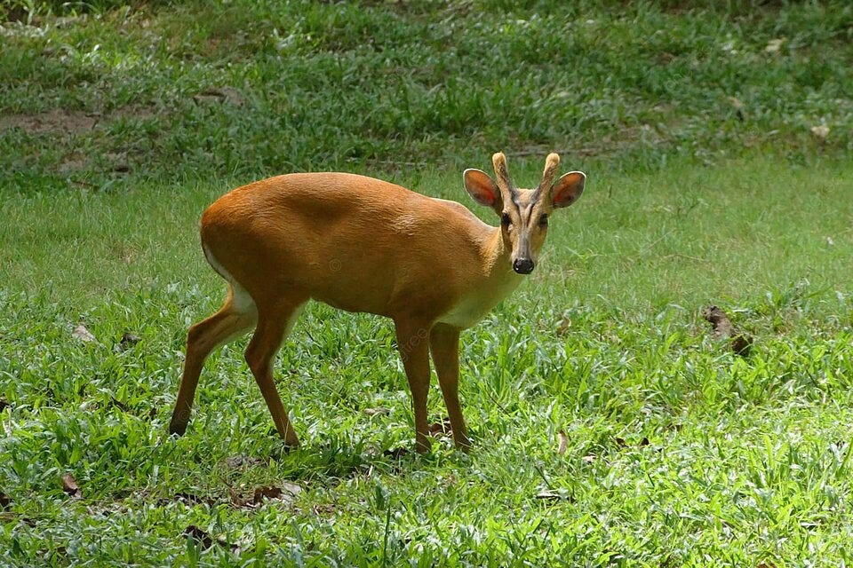 Red Muntjac Background Images, HD Pictures and Wallpaper For Free ...