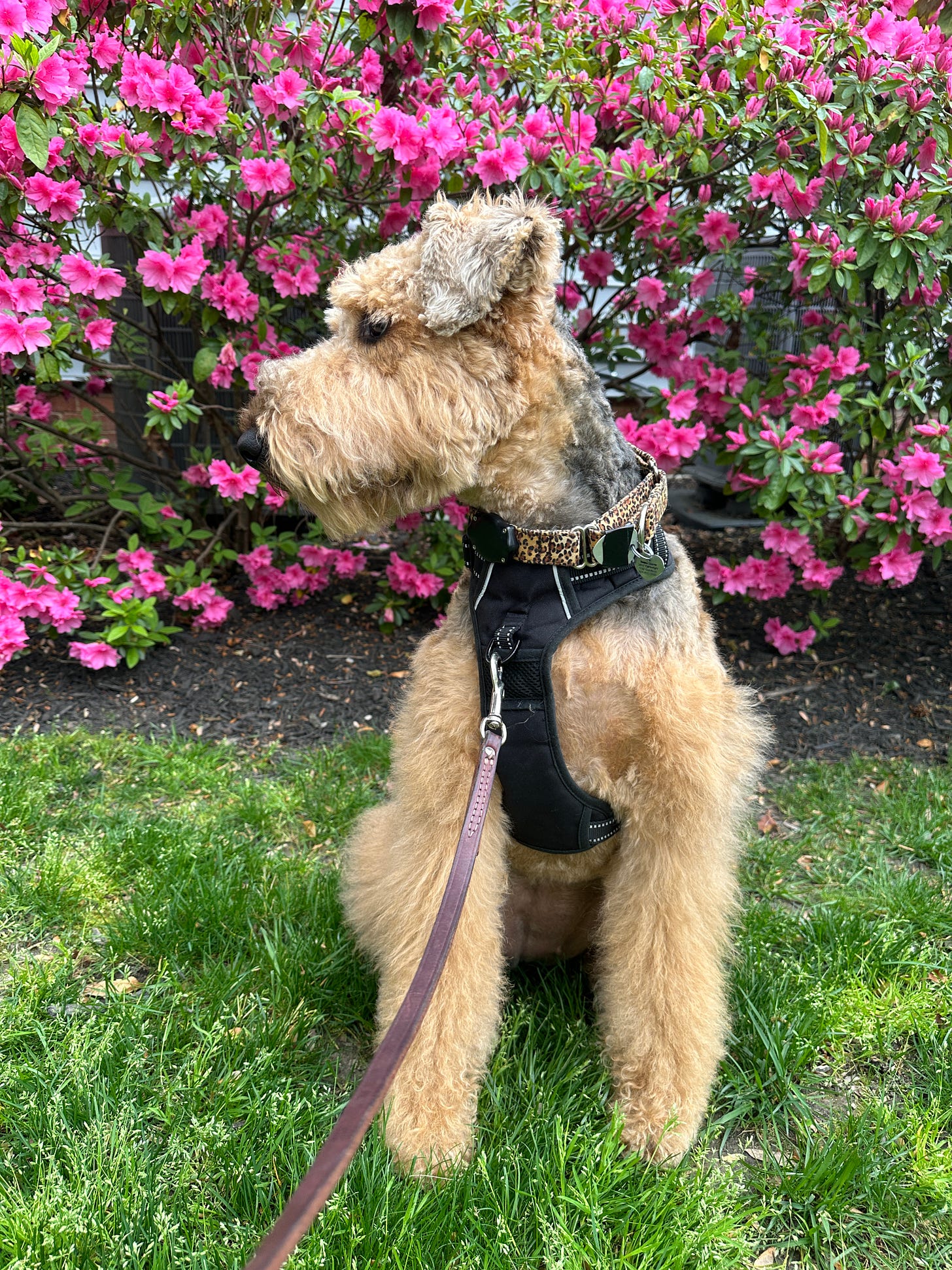 An Airedale terrior in front of pink azalea bushes