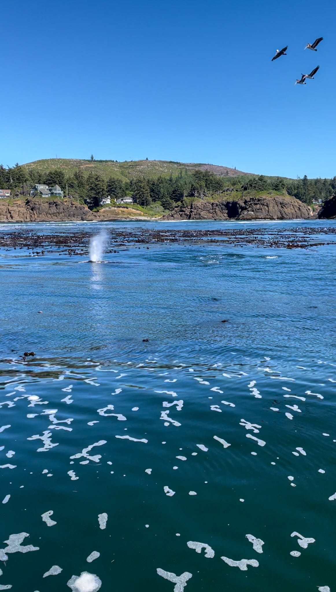 whale watching from a charter boat