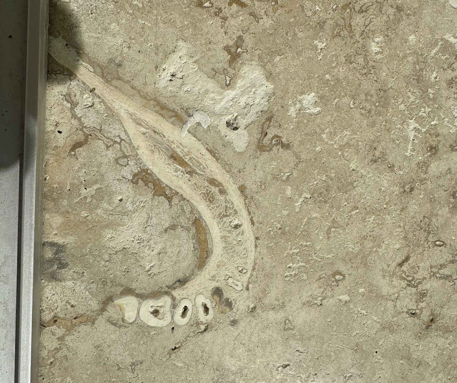 A polished section of travertine rock with an obvious cross-section of a jawbone A polished section of travertine rock with an obvious cross-section of a jawbone
