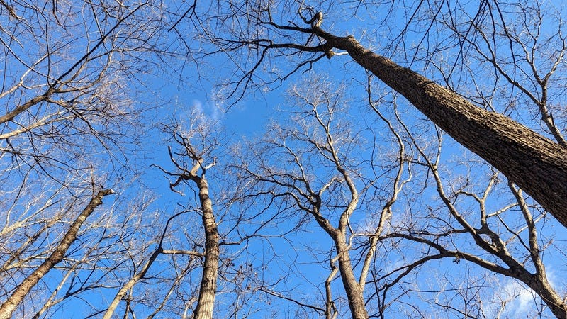 A photo looking up at the blue sky through oak tree branches with no leaves in the winter