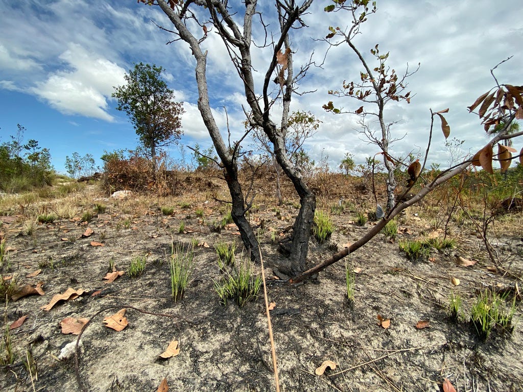 A picture of a wilting lone tree in a largely barren landscape. The tree is surrounded by loose tufts of grass. In the background more lone trees can be made out, as well as browning shrubs.