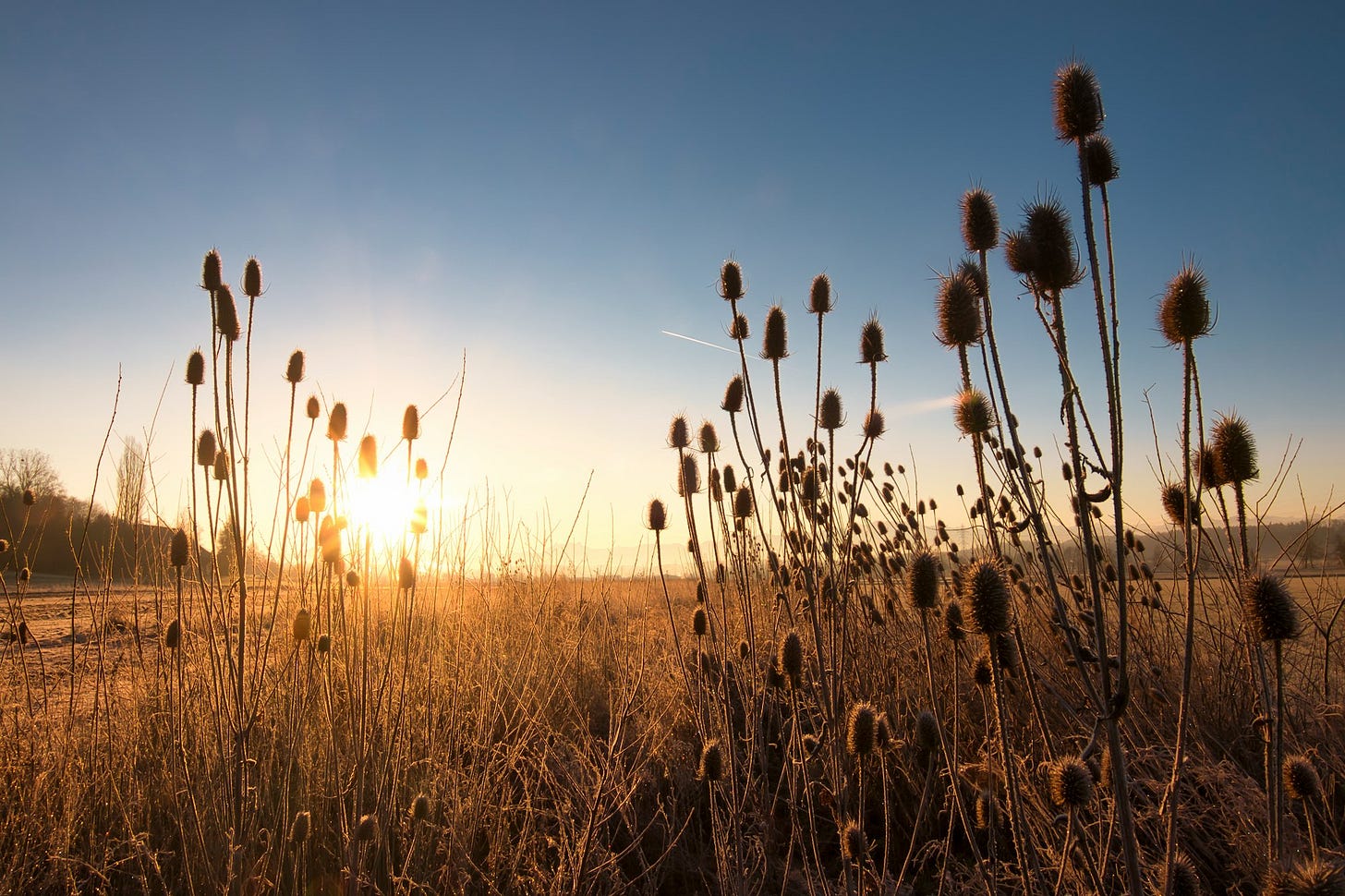 A stand of teasel