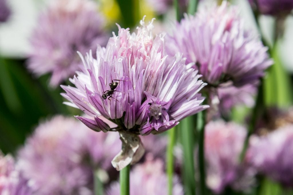 Chive blossoms, they start in early May in Ohio. 