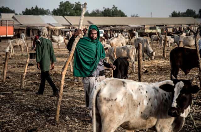 A man stands in a market full of cows